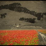 campo italia fiorito