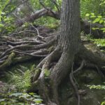 forest-g29ca600ed_1920