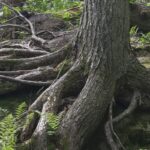 forest-g29ca600ed_1920